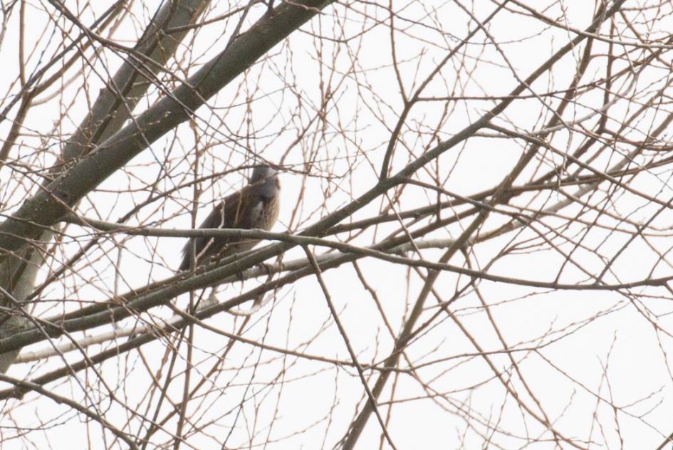 Welke vogel zou dit kunnen zijn?